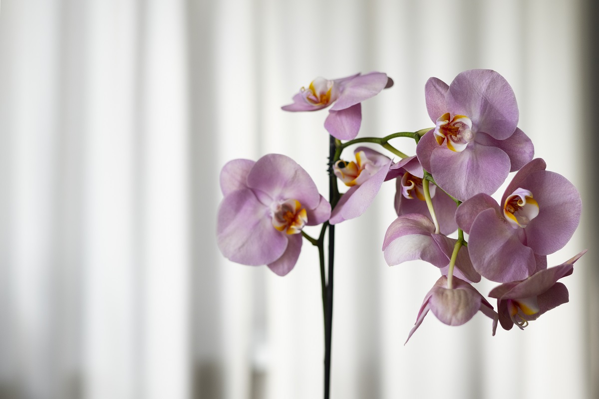 За 5 минут спасаю орхидею от залива — ватная палочка и это средство творят чудеса