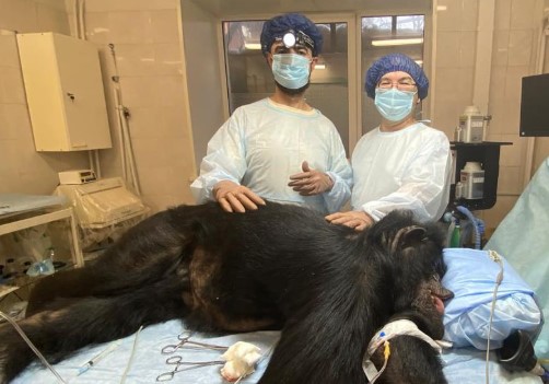 Свердловские онкологи спасли шимпанзе Марту из Екатеринбургского зоопарка | На Урале специалисты онкодиспансера провели операцию на шимпанзе