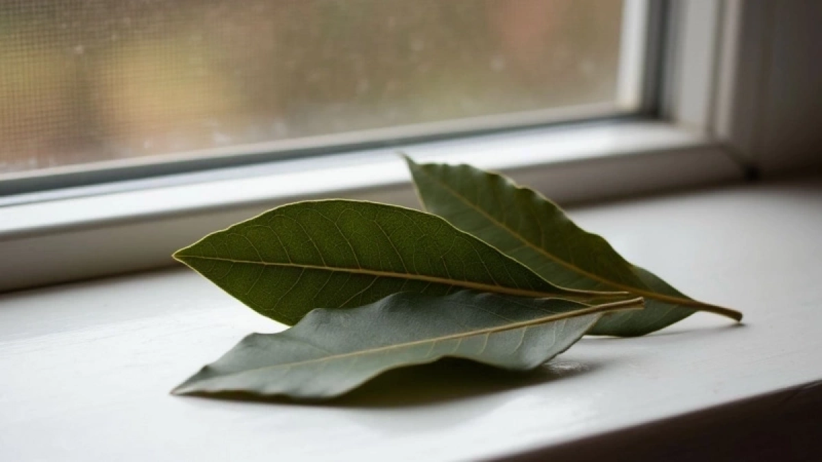 Лавровый лист засыпаю солью — весь апрель не нарадуюсь своей хитрости: делюсь полезным советом
