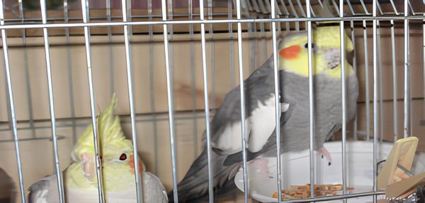 Свердловские попугаи отправились в Германию: птиц вывезли из Екатеринбурга в Берлин | Россельхознадзор обеспечил вывоз двух попугаев из Екатеринбурга в Берлин Свердловские попугаи отправились в Германию: птиц вывезли из Екатеринбурга в Берлин | Россельхознадзор обеспечил вывоз двух попугаев из Екатеринбурга в Берлин