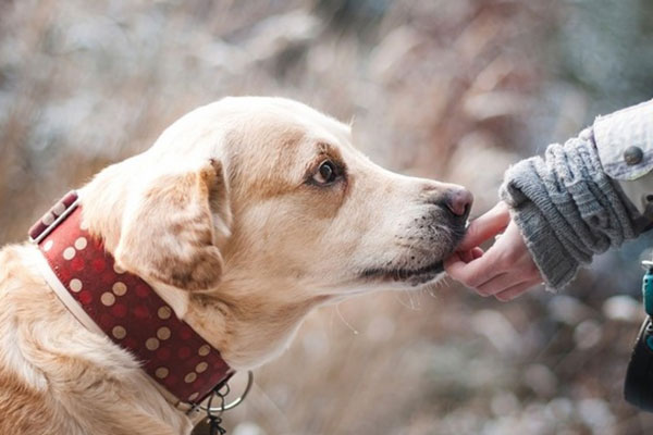 Жители Первоуральска помогли четвероногим друзьям  | Благотворительная акция «Лучший друг» прошла Первоуральске 