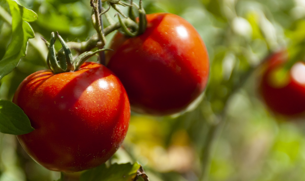 Сажаю томаты в теплицу только по этой схеме — не тесно и не пусто: 3 рабочих варианта под сорт