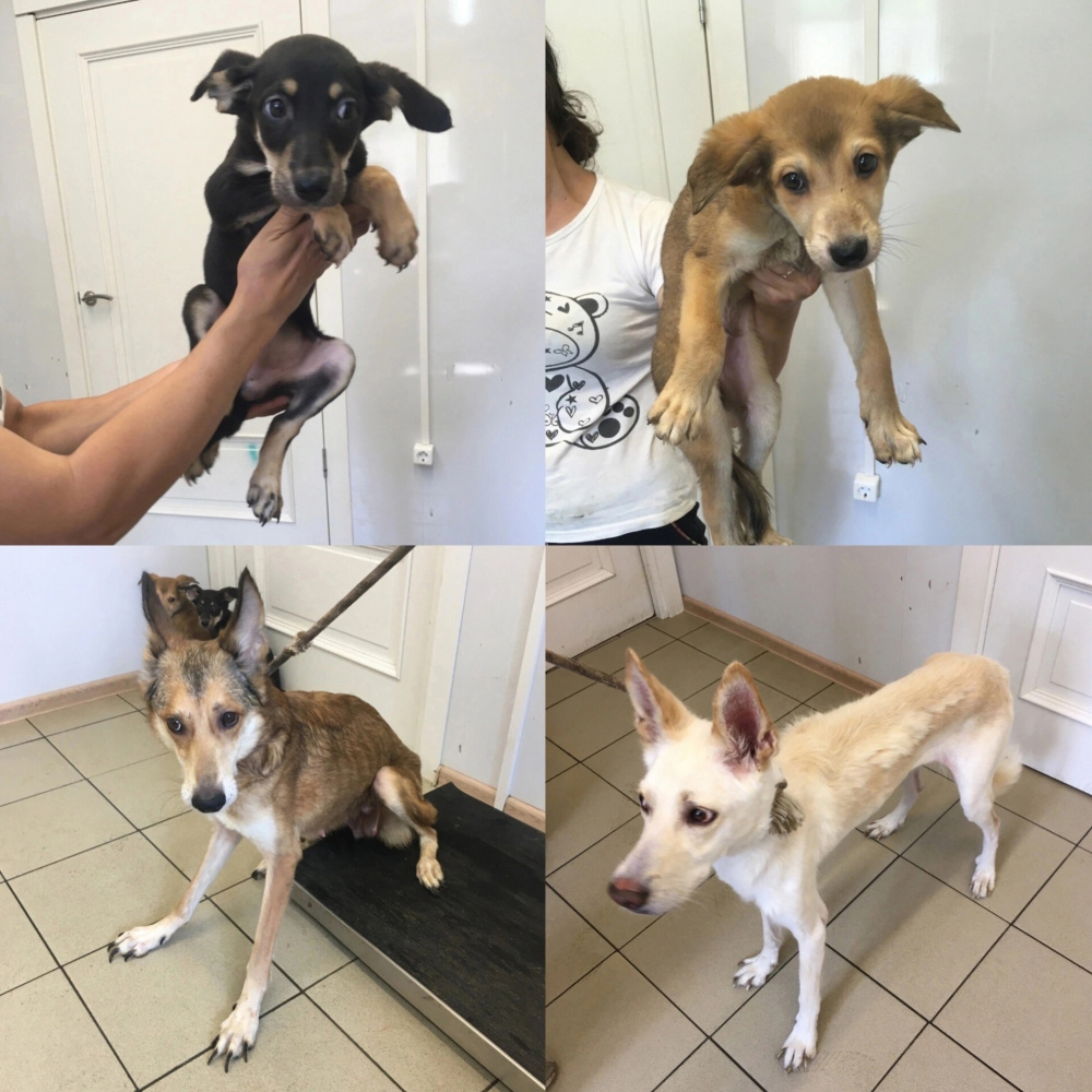 Активисты зоозащитного движения спасли истощенных собак в Первоуральске | В Первоуральске активисты спасли истощенных собак Активисты зоозащитного движения спасли истощенных собак в Первоуральске | В Первоуральске активисты спасли истощенных собак